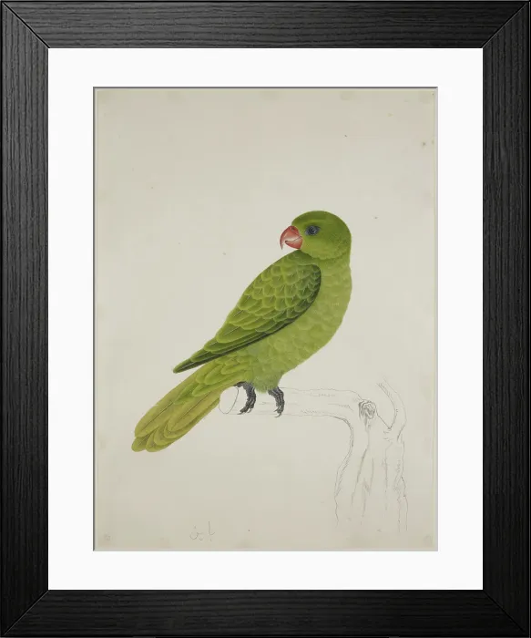 Framed Print : Blue-Backed Parrot, c1824. Creator: J Briois Framed Print : Blue-Backed Parrot, c1824. Creator: J Briois