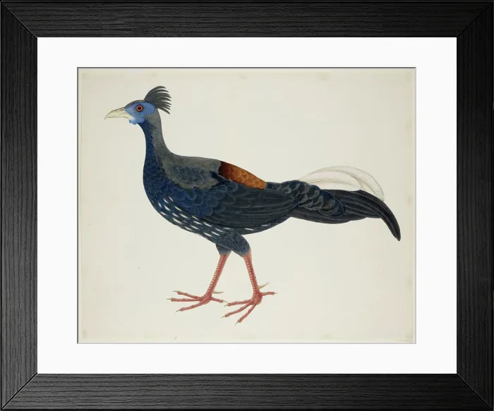 Framed Print : Crested Fireback Pheasant, c1824. Creator: J Briois Framed Print : Crested Fireback Pheasant, c1824. Creator: J Briois