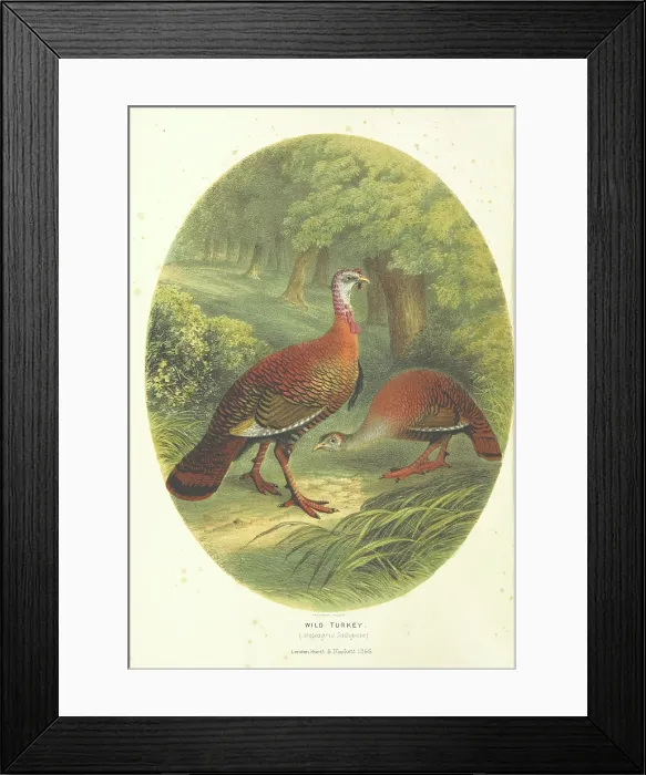 Framed Print : Wild Turkey, (Meleagris Gallopavo), 1866. Creator: M & N Hanhart Framed Print : Wild Turkey, (Meleagris Gallopavo), 1866. Creator: M & N Hanhart