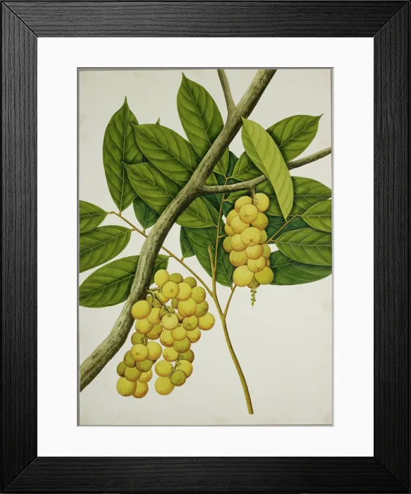 Framed Print : Lansium domesticum, c1824. Creator: Unknown Framed Print : Lansium domesticum, c1824. Creator: Unknown