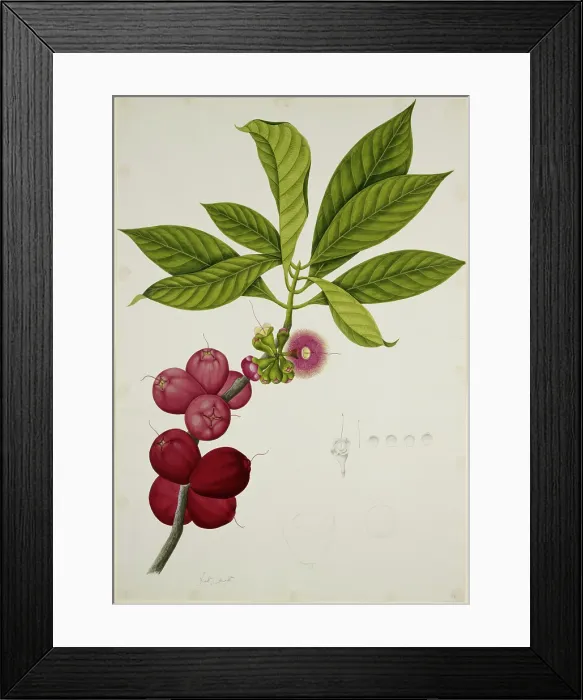 Framed Print : Malay Apple, 1824. Creator: Unknown Framed Print : Malay Apple, 1824. Creator: Unknown