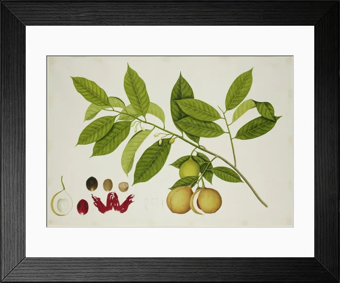 Framed Print : Nutmeg Tree, c1824. Creator: Unknown Framed Print : Nutmeg Tree, c1824. Creator: Unknown