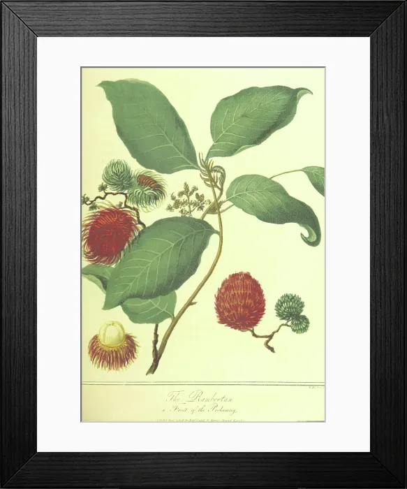 Framed Print : The Rambootan, a Fruit of the Poolasang, 1806. Creator: Thomas Medland Framed Print : The Rambootan, a Fruit of the Poolasang, 1806. Creator: Thomas Medland