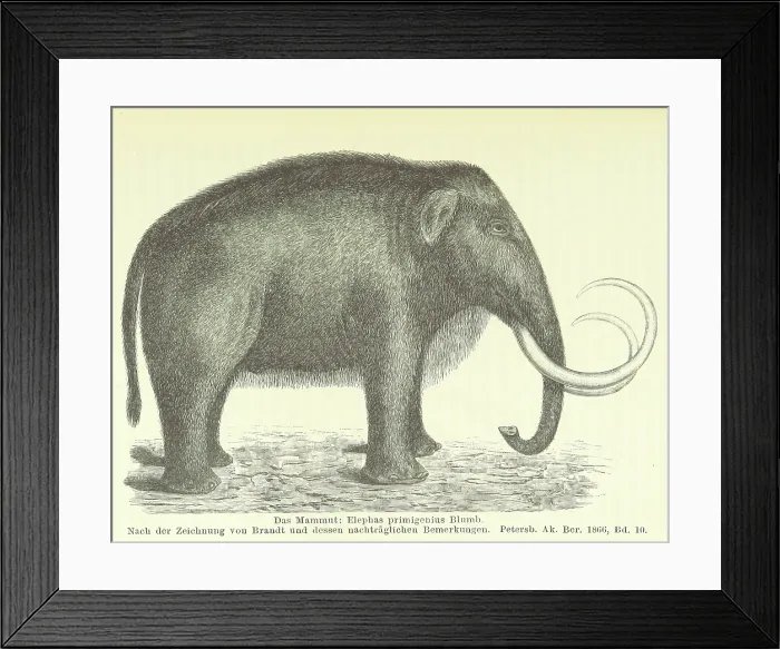 Framed Print : The Mammoth, 1885. Creator: Unknown Framed Print : The Mammoth, 1885. Creator: Unknown