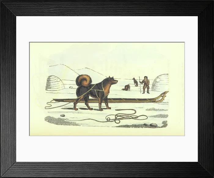 Framed Print : Husky and sledge, 1825. Creator: Unknown Framed Print : Husky and sledge, 1825. Creator: Unknown