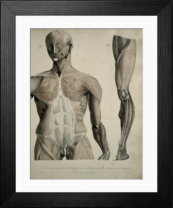 Framed Print : Left, muscles of the head and trunk (front view); right, muscles of the... between 1800 and 1899. Creator: Unknown Framed Print : Left, muscles of the head and trunk (front view); right, muscles of the... between 1800 and 1899. Creator: Unknown
