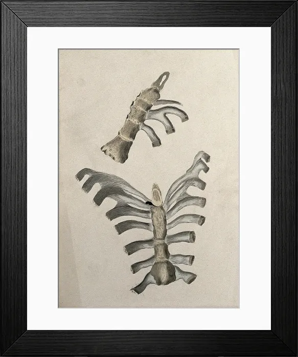Framed Print : Ribs and sternum: two figures, 1830-1835. Creator: Unknown Framed Print : Ribs and sternum: two figures, 1830-1835. Creator: Unknown