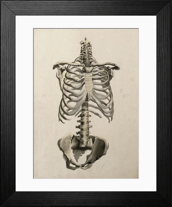 Framed Print : Bones of the torso: front view, 1830-1835. Creator: Unknown Framed Print : Bones of the torso: front view, 1830-1835. Creator: Unknown