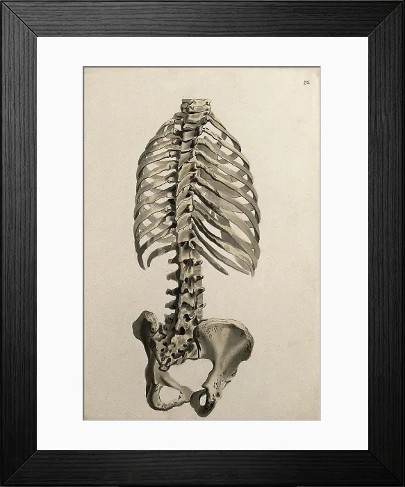 Framed Print : Bones of the trunk: back view, 1830-1835. Creator: Unknown Framed Print : Bones of the trunk: back view, 1830-1835. Creator: Unknown