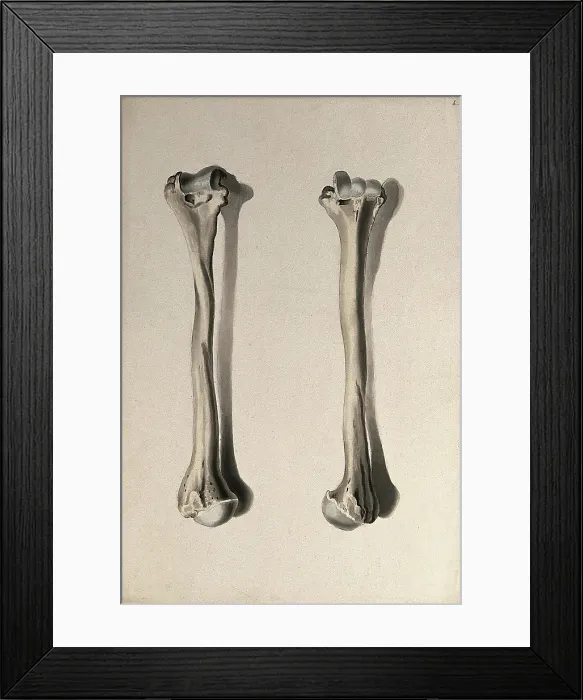 Framed Print : Humerus bone: two figures, 1830-1835. Creator: Unknown Framed Print : Humerus bone: two figures, 1830-1835. Creator: Unknown