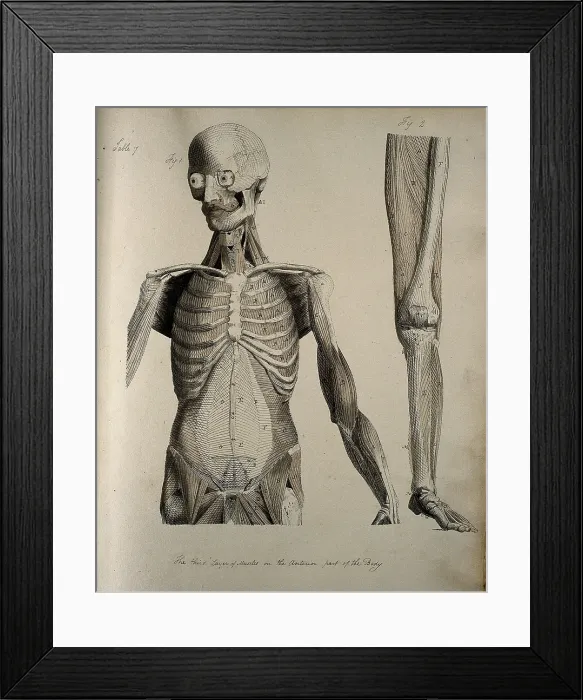 Framed Print : Left, muscles of the head and trunk (front view); right, muscles of the... between 1800 and 1899. Creator: Unknown Framed Print : Left, muscles of the head and trunk (front view); right, muscles of the... between 1800 and 1899. Creator: Unknown
