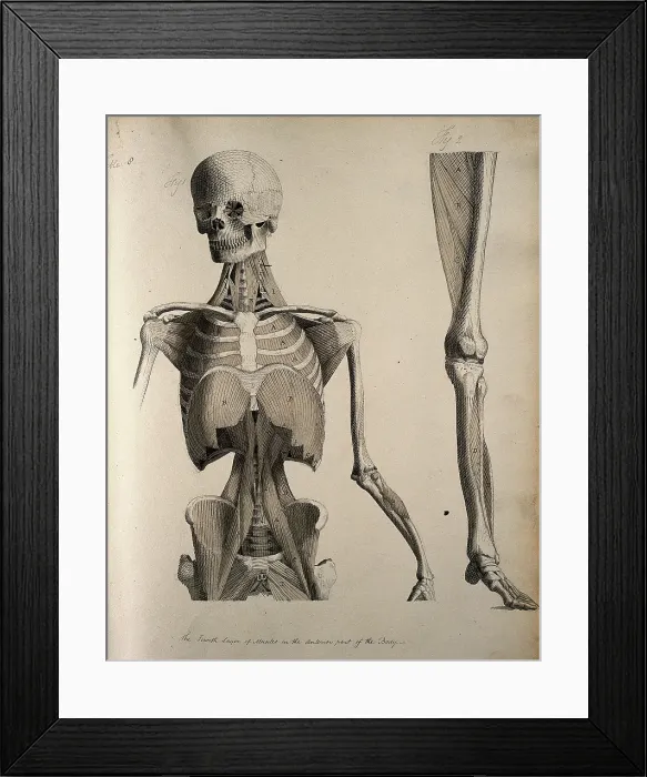 Framed Print : Left, muscles of the head and trunk (front view); right, muscles of the... between 1800 and 1899. Creator: Unknown Framed Print : Left, muscles of the head and trunk (front view); right, muscles of the... between 1800 and 1899. Creator: Unknown