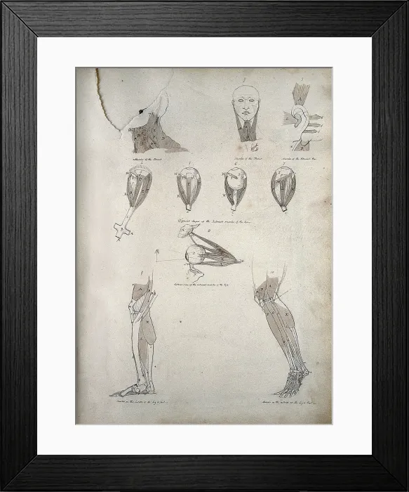 Framed Print : Muscles of the neck, ear, eye, and lower limb: ten figures, between 1800 and 1899. Creator: Unknown Framed Print : Muscles of the neck, ear, eye, and lower limb: ten figures, between 1800 and 1899. Creator: Unknown
