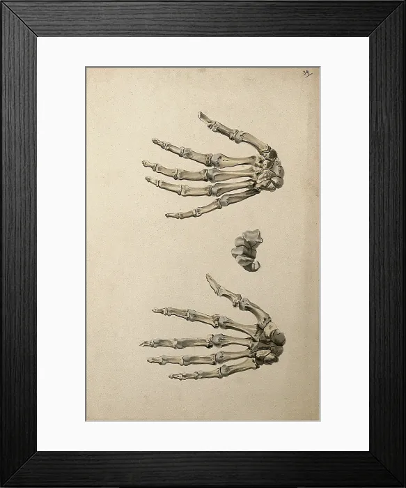 Framed Print : Bones of the hand: three figures, 1830-1835. Creator: Unknown Framed Print : Bones of the hand: three figures, 1830-1835. Creator: Unknown