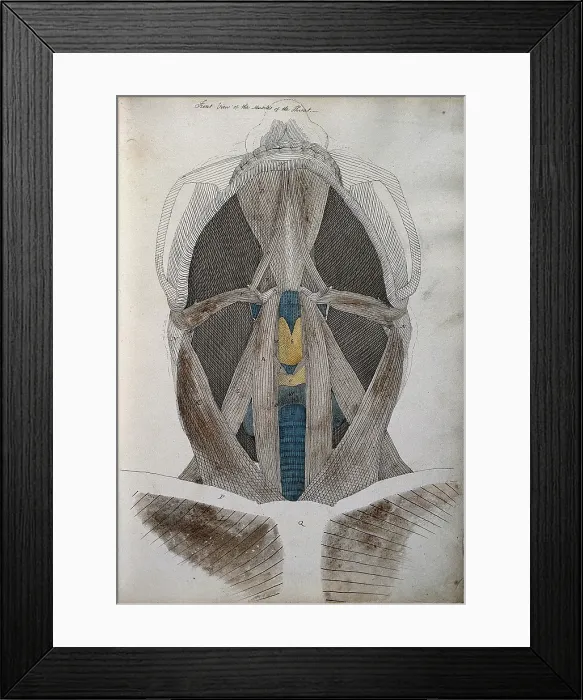 Framed Print : Muscles of the neck: front view from below, between 1800 and 1899. Creator: Unknown Framed Print : Muscles of the neck: front view from below, between 1800 and 1899. Creator: Unknown