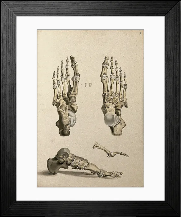 Framed Print : Bones of the foot, 1830-1835. Creator: Unknown Framed Print : Bones of the foot, 1830-1835. Creator: Unknown