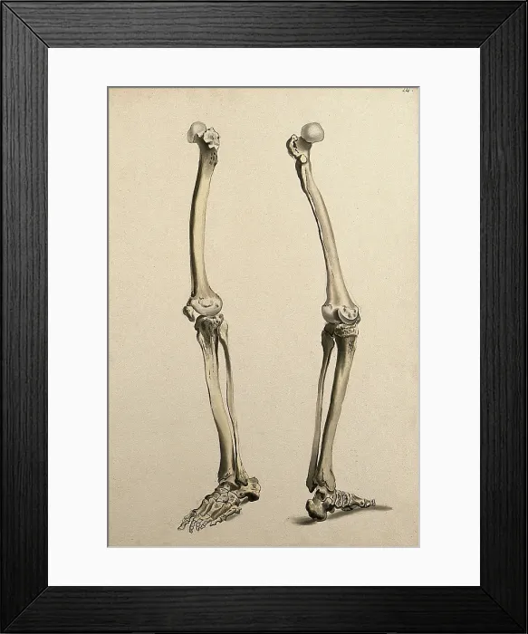 Framed Print : Bones of the leg and foot, 1830-1835. Creator: Unknown Framed Print : Bones of the leg and foot, 1830-1835. Creator: Unknown