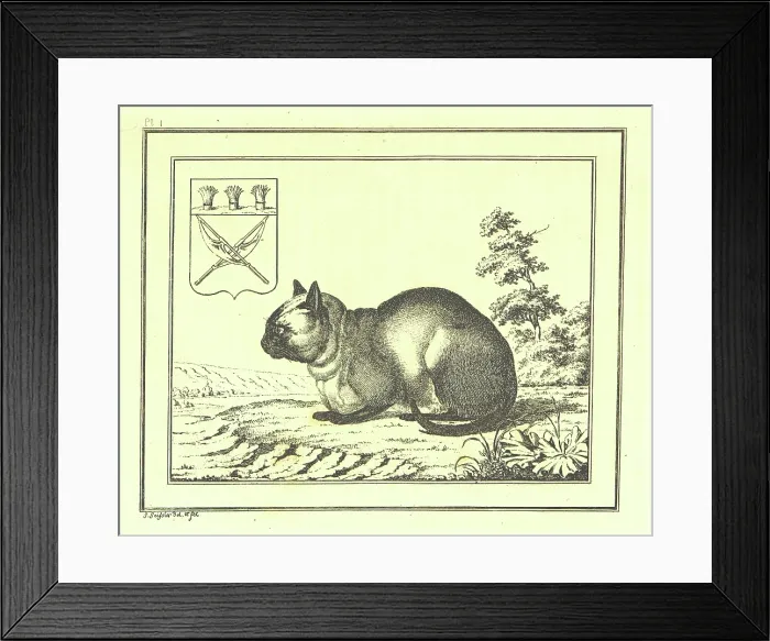 Framed Print : A peculiar species of the domestic Cat, 1793, (1812). Creator: Christian Gottfried Heinrich Geissler Framed Print : A peculiar species of the domestic Cat, 1793, (1812). Creator: Christian Gottfried Heinrich Geissler