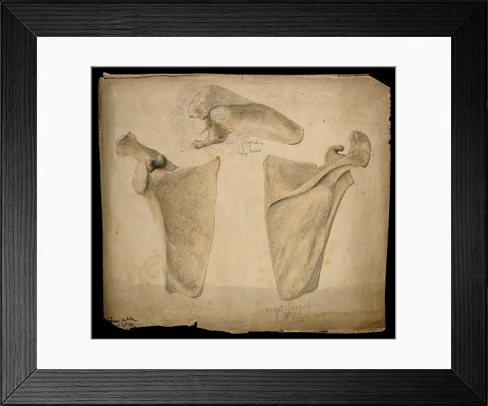 Framed Print : The right scapula: three figures, 1853. Creator: J.C. Whishaw Framed Print : The right scapula: three figures, 1853. Creator: J.C. Whishaw