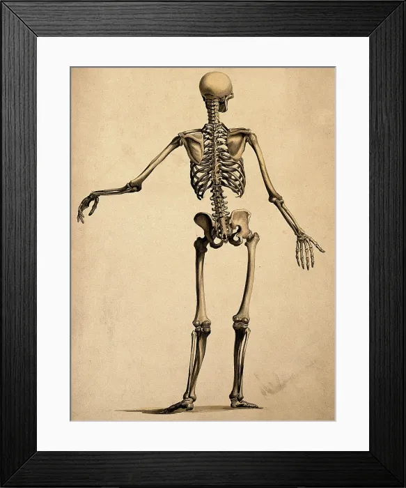 Framed Print : Skeleton, seen from behind, with left arm outstretched, 1830-1835. Creator: Bernhard Siegfried Albinus Framed Print : Skeleton, seen from behind, with left arm outstretched, 1830-1835. Creator: Bernhard Siegfried Albinus