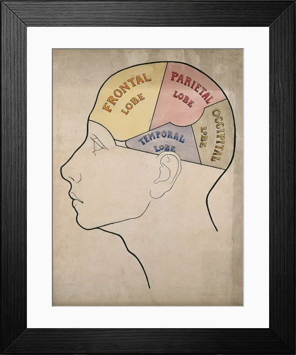 Framed Print : Head of a backward boy divided into four cerebral lobes: profile, c1900. Creator: Bernard Hollander Framed Print : Head of a backward boy divided into four cerebral lobes: profile, c1900. Creator: Bernard Hollander