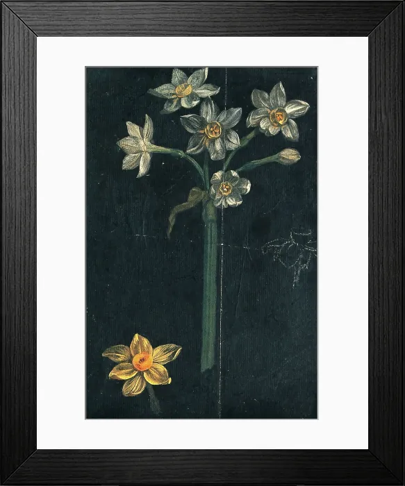 Framed Print : Daffodil (Narcissus species): flowering stem with separate flower. Creator: Unknown Framed Print : Daffodil (Narcissus species): flowering stem with separate flower. Creator: Unknown