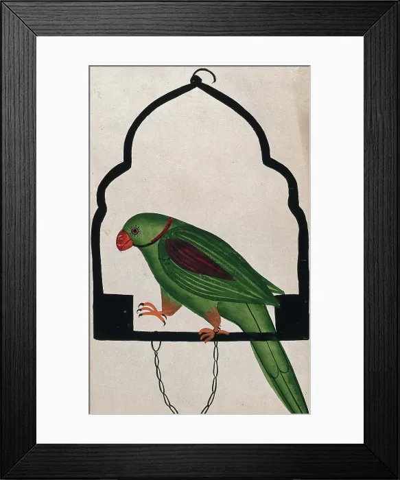 Framed Print : Pet parrot on a perch. Creator: Unknown Framed Print : Pet parrot on a perch. Creator: Unknown