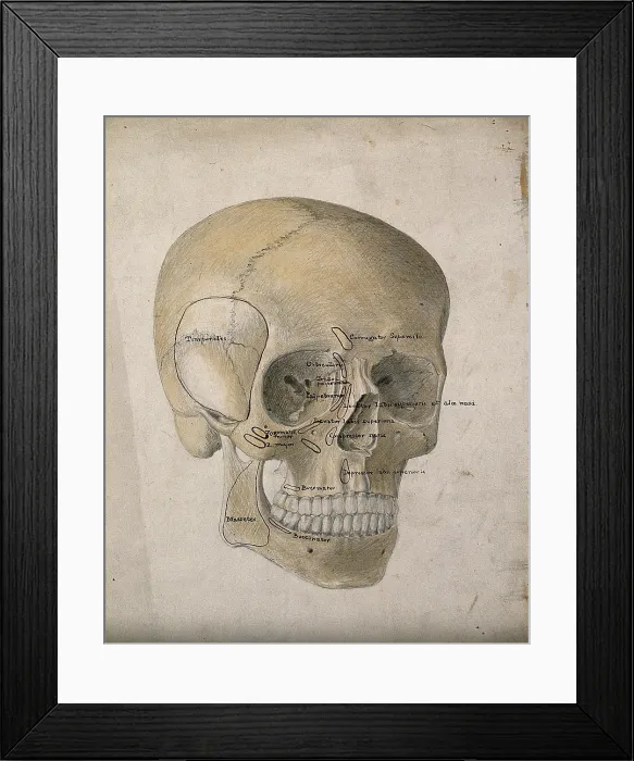 Framed Print : Human skull: three-quarter view, 1854. Creator: J.C. Whishaw Framed Print : Human skull: three-quarter view, 1854. Creator: J.C. Whishaw