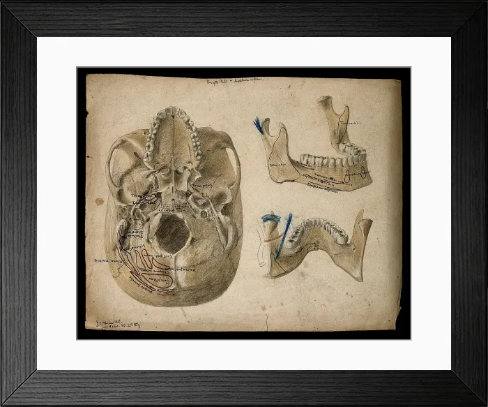 Framed Print : Base of the skull, with details showing the lower jaw, 1854 / 02 / 25. Creator: J.C. Whishaw Framed Print : Base of the skull, with details showing the lower jaw, 1854 / 02 / 25. Creator: J.C. Whishaw