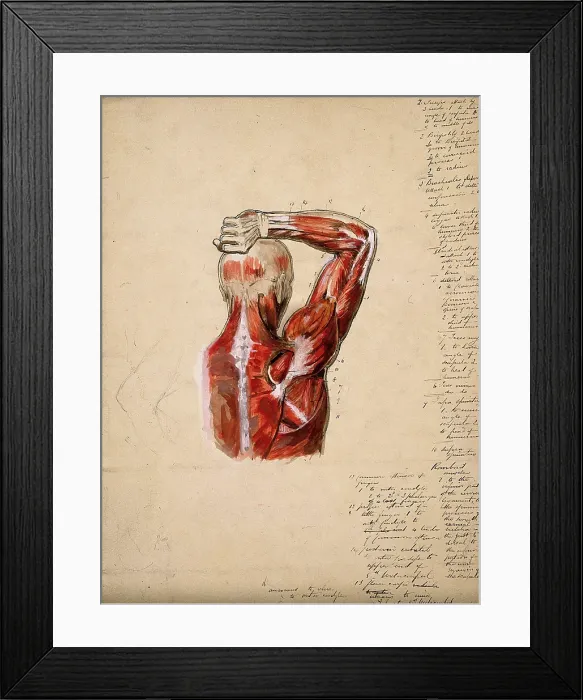 Framed Print : Muscles of the arm, shoulder and chest, back view: male ecorche figure holding right... 1800-1899. Creator: Unknown Framed Print : Muscles of the arm, shoulder and chest, back view: male ecorche figure holding right... 1800-1899. Creator: Unknown