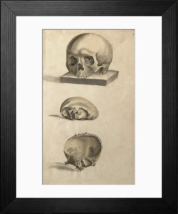 Framed Print : Human skull: three figures showing sections and an entire skull, 1830-1835. Creator: Unknown Framed Print : Human skull: three figures showing sections and an entire skull, 1830-1835. Creator: Unknown