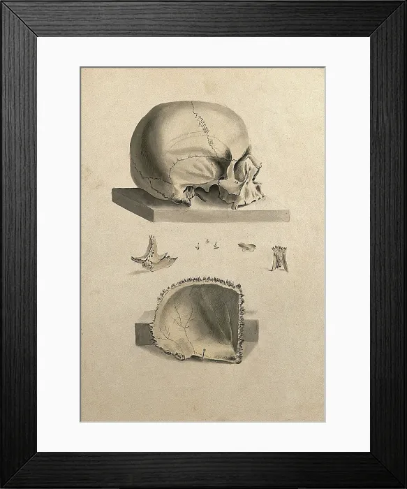 Framed Print : Human skull: six figures showing sections and an entire skull, 1830-1835. Creator: Unknown Framed Print : Human skull: six figures showing sections and an entire skull, 1830-1835. Creator: Unknown