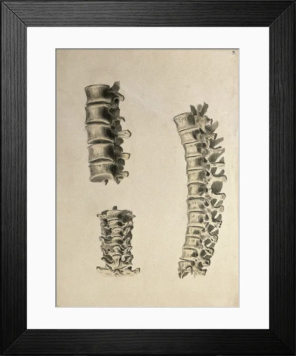 Framed Print : Vertebrae: three figures, 1830-1835. Creator: Unknown Framed Print : Vertebrae: three figures, 1830-1835. Creator: Unknown