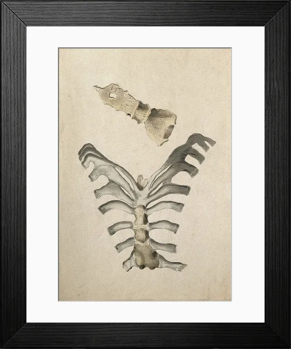 Framed Print : Ribs and sternum: two figures, 1830-1835. Creator: Unknown Framed Print : Ribs and sternum: two figures, 1830-1835. Creator: Unknown