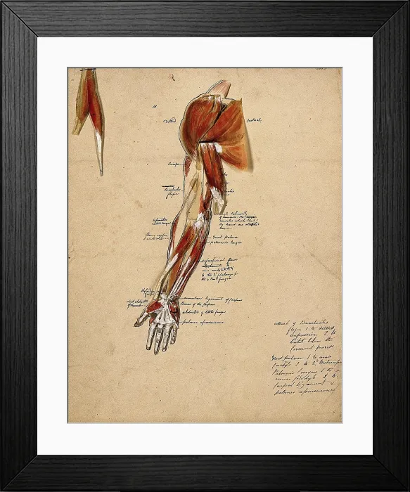 Framed Print : Muscles of the arm, shoulder and hand, front view, 1800-1899. Creator: Unknown Framed Print : Muscles of the arm, shoulder and hand, front view, 1800-1899. Creator: Unknown