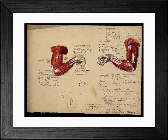 Framed Print : Muscles of the arm and hand: two figures, showing the arm bent at the elbow... 1800-1899. Creator: Unknown Framed Print : Muscles of the arm and hand: two figures, showing the arm bent at the elbow... 1800-1899. Creator: Unknown