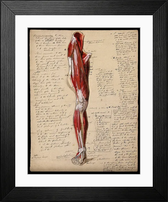Framed Print : Muscles of the leg and foot: front view, 1800-1899. Creator: Unknown Framed Print : Muscles of the leg and foot: front view, 1800-1899. Creator: Unknown
