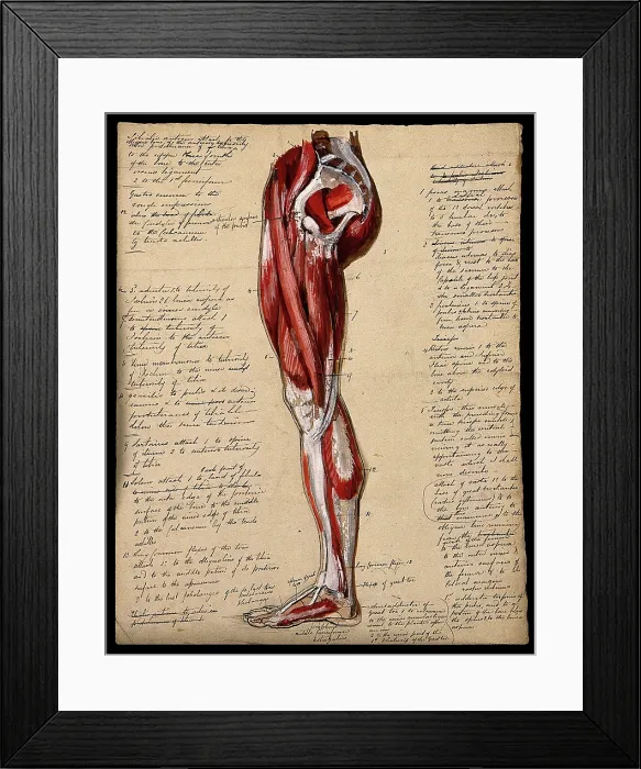 Framed Print : Muscles of the leg and foot: side view, 1800-1899. Creator: Unknown Framed Print : Muscles of the leg and foot: side view, 1800-1899. Creator: Unknown
