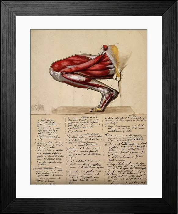 Framed Print : Muscles of the leg and foot: medial side view, with knee bent and foot flexed, 1800-1899. Creator: Unknown Framed Print : Muscles of the leg and foot: medial side view, with knee bent and foot flexed, 1800-1899. Creator: Unknown