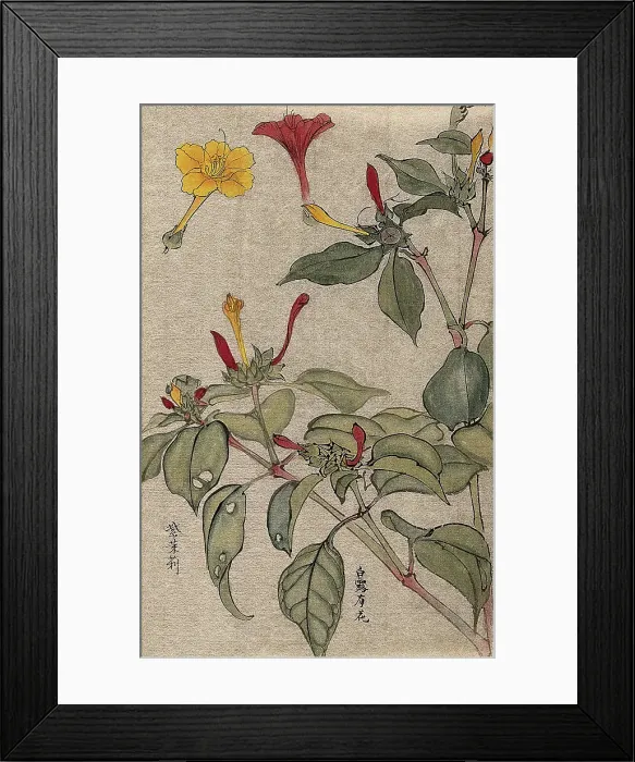 Framed Print : A flowering shrub, possibly Dipelta. Creator: Unknown Framed Print : A flowering shrub, possibly Dipelta. Creator: Unknown