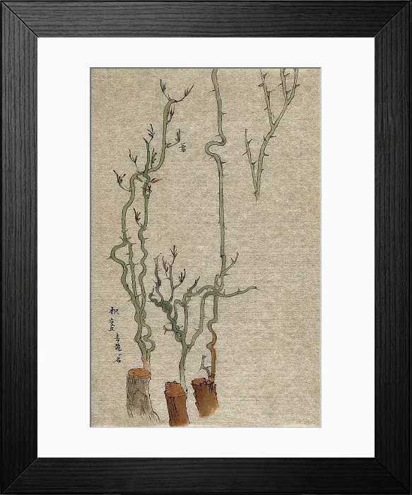 Framed Print : A thorny stem of Poncirus grafted to a woody stock. Creator: Unknown Framed Print : A thorny stem of Poncirus grafted to a woody stock. Creator: Unknown