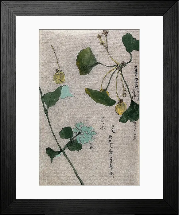 Framed Print : Two plants, a fruiting branch of a maidenhair tree (Ginkgo biloba) and a liane stem. Creator: Unknown Framed Print : Two plants, a fruiting branch of a maidenhair tree (Ginkgo biloba) and a liane stem. Creator: Unknown