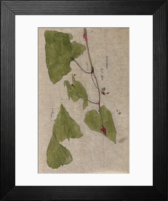 Framed Print : A flowering stem and separate floral segments. Creator: Unknown Framed Print : A flowering stem and separate floral segments. Creator: Unknown