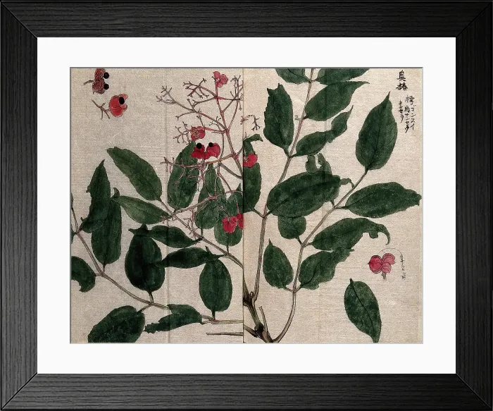 Framed Print : A fruiting plant, possibly of the Flacourtiaceae family. Creator: Unknown Framed Print : A fruiting plant, possibly of the Flacourtiaceae family. Creator: Unknown