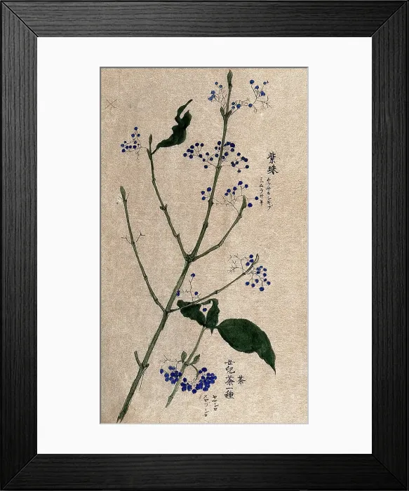 Framed Print : A fruiting plant, possibly a Callicarpa species. Creator: Unknown Framed Print : A fruiting plant, possibly a Callicarpa species. Creator: Unknown