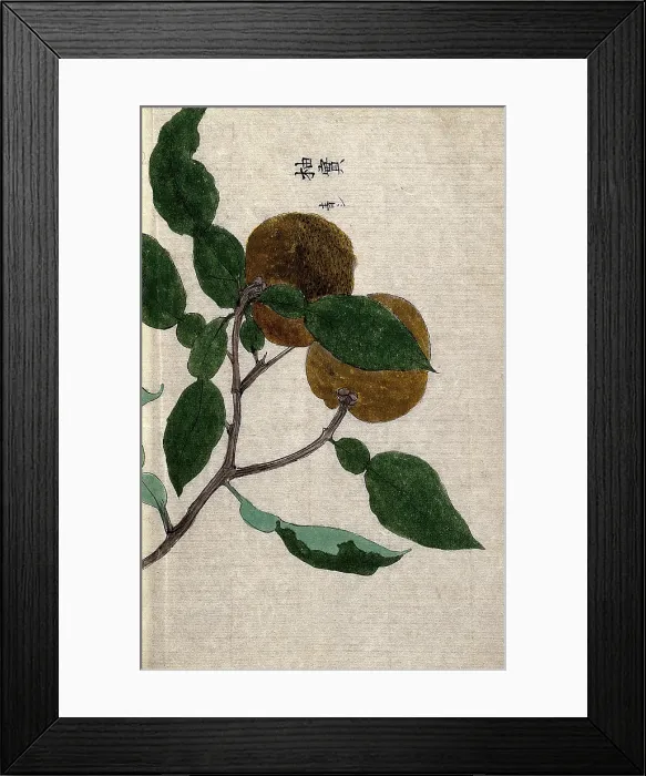Framed Print : Yuzu orange plant (Citrus species): branch with two fruit Creator: Unknown Framed Print : Yuzu orange plant (Citrus species): branch with two fruit Creator: Unknown
