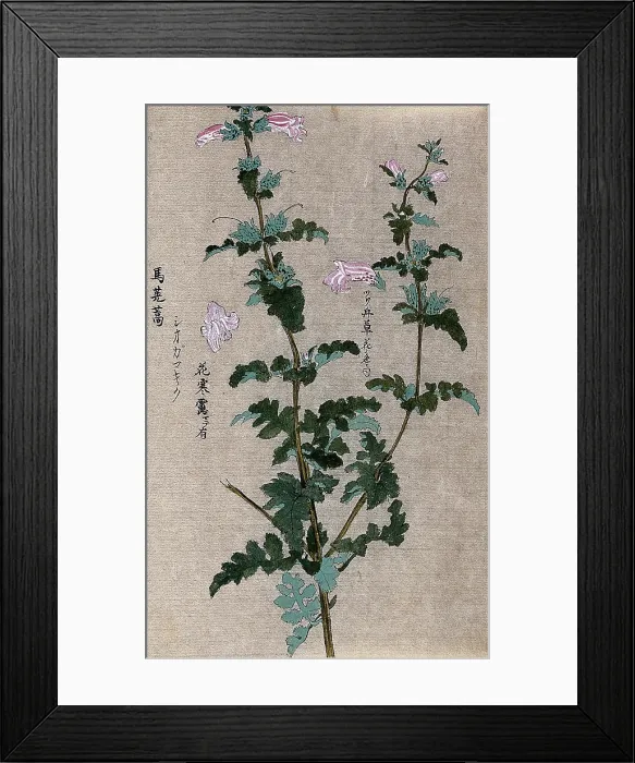 Framed Print : A leafy plant stem. Creator: Unknown Framed Print : A leafy plant stem. Creator: Unknown