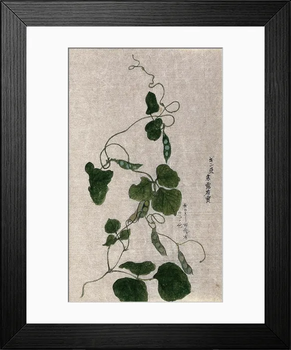 Framed Print : A climbing plant, possibly in the Cucurbitaceae family: flowering stem. Creator: Unknown Framed Print : A climbing plant, possibly in the Cucurbitaceae family: flowering stem. Creator: Unknown