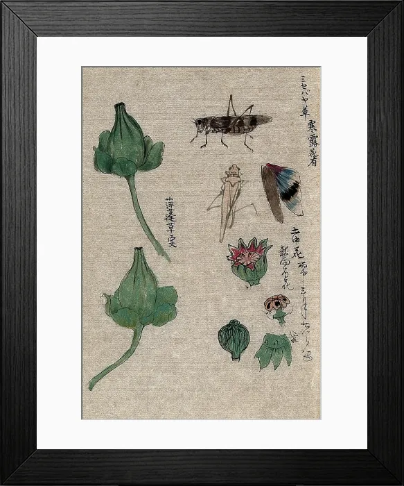 Framed Print : Fruit and floral segments of a plant of the Papaveraceae family and a grasshopper. Creator: Unknown Framed Print : Fruit and floral segments of a plant of the Papaveraceae family and a grasshopper. Creator: Unknown