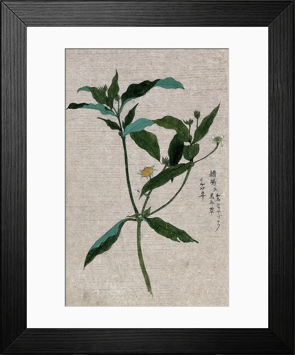 Framed Print : A plant, possibly of the Ranunculaceae family: flowering and fruiting stem. Creator: Unknown Framed Print : A plant, possibly of the Ranunculaceae family: flowering and fruiting stem. Creator: Unknown